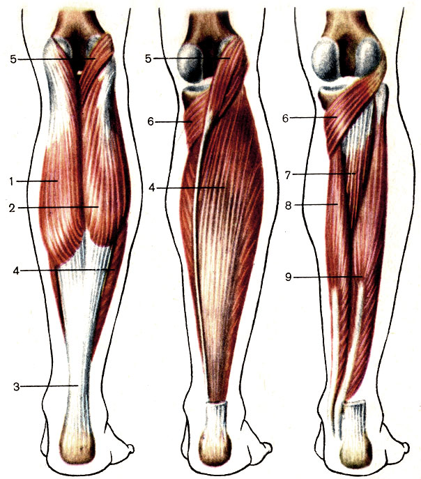 . 86.      ;  . 1 -     (caput mediate m. gastrocnemius); 2 -     (caput laterale m. gastrocnemius); 3 -  ()  [tendo calcaneus (Achillis)]; 4 -   (m. soleus), 5 -   (m. plantaris); 6 -   (m. popliteus); 7 -    (m. tibialis posterior); 8 -    (m. flexor digitorum longus); 9 -      (m. flexor hallucis longus)