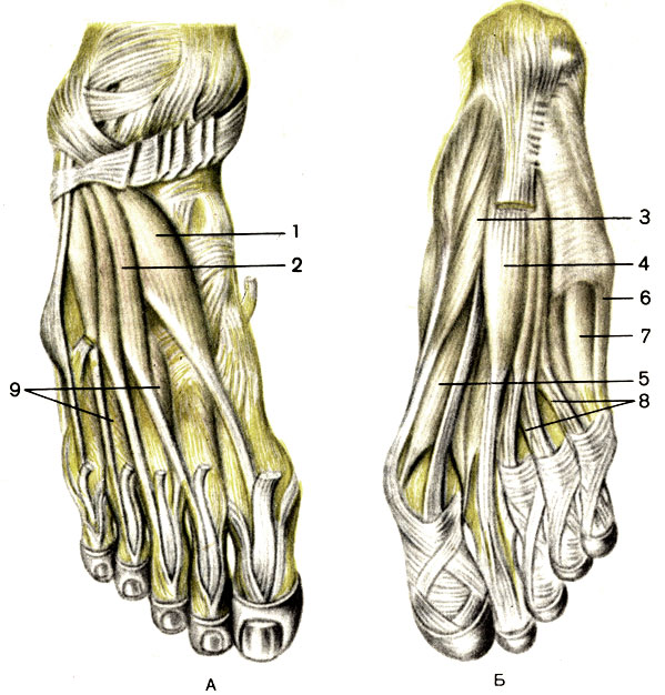 . 87.  , .  -  ;  -  ; 1 -      (m. extensor hallucis brevis); 2 -    (m. extensor digitorum brevis); 3 - ,     (m. abductor hallucis); 4 -    (m. flexor digitorum brevis); 5 -      (m. flexor hallucis brevis); 6 - ,    (m. abductor digiti minimi); 7 -     (m. flexor digiti minimi brevis); 8 -   (mm. lumbricales); 9 -    (mm. interossei dorsales)