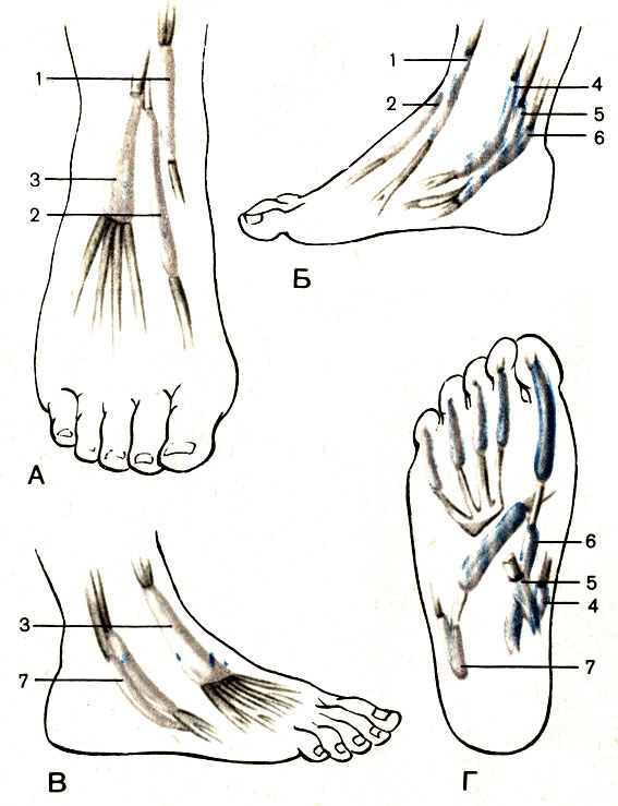 . 88.   , .  -  ;  -  ;  -  ;  -  ; 1 -      (vagina tendinis m. tibialis anterioris); 2 -        (vagina tendinis m. extensoris hallucis longi); 3 -       (vagina tendinum m. extensoris digitorum pedis longi); 4 -      (vagina tendinis m. tibialis posterioris); 5 -       (vagina tendinum m. flexoris digitorum pedis longi); 6 -         (vagina tendinis m. flexoris hallucis longi); 7 -     (vagina mm. peroneorum communis)