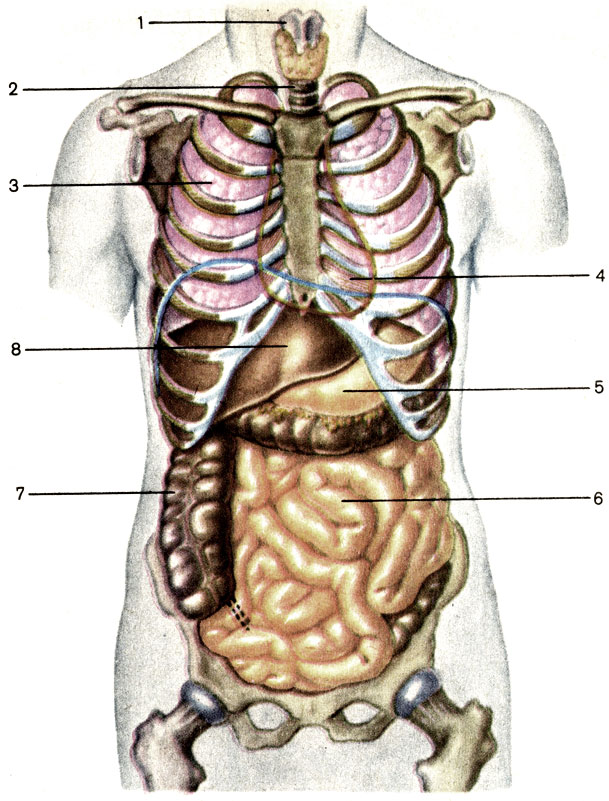 . 89.  ;  . 1 -  (larynx); 2 -  (trachea); 3 -   (pulmo dexter); 4 -  (cor); 5 -  (ventriculus, s. gaster); 6 -   (intestinum tenue); 7 -   (intestinum crassum); 8 -  (hepar)