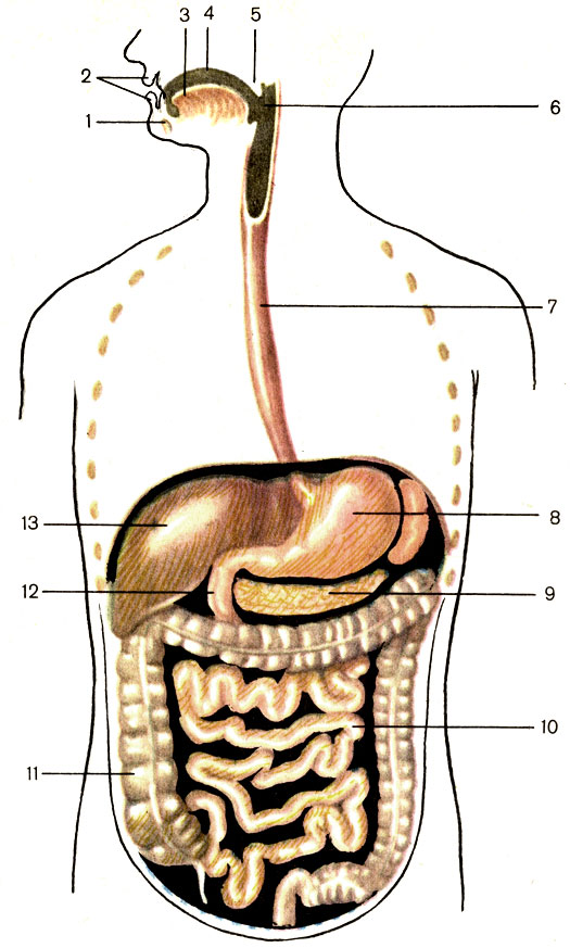 . 90.   . 1 -   (mandibula); 2 -   (labia oris); 3 -  (lingua); 4 -    (cavitas oris propria); 5 -   (palatum molle); 6 -  (pharynx); 7 -  (esophagus); 8 -  (gaster); 9 -   (pancreas); 10 -     (intestinum tenue); 11 -   (intestinum crassum); 12 -   (duodenum); 13 -  (hepar)
