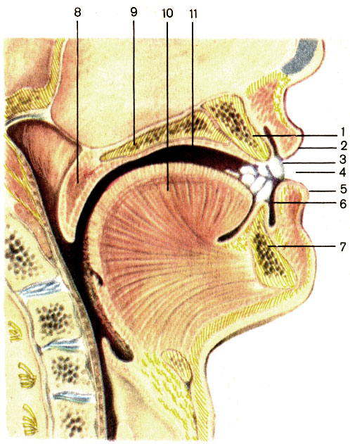 . 91.  ;  . 1 -   (maxilla); 2 -   (labium superius); 3 -  (dentes); 4 -   (rima oris); 5 -   (labium inferius); 6 -   (vestibulum oris); 7 -   (mandibula); 8 -   (palatum molle); 9 -   (palatum durum); 10 -  (lingua); 11 -    (cavitas oris propria)