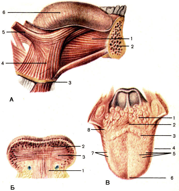 . 93. .  -     : 1 - -  (m. genioglossus); 2 -   (mandibula); 3 -   (os hyoideum); 4 - -  (m. hyoglossus); 5 -   (m. styloglossus); 6 -  (lingua).  -  : 1 -    (m. verticals linguae); 2 -    (m. longitudinalis superior); 3 -    (m. transversus linguae).  -  : 1 -   (tonsilla lingualis); 2 -   (foramen caecum); 3 -   (papillae vallatae); 4 -   (corpus linguae); 5 -   (papillae fungiformes); 6 -   (apex linguae); 7 -   (papillae foliatae); 8 -   (radix linguae)
