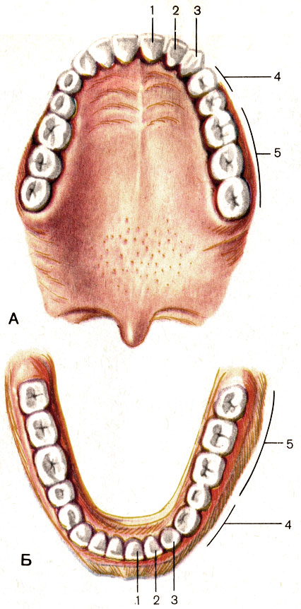 . 94.  ()   ()  . 1 -   (dens incisivus medialis); 2 -   (dens incisivus lateralis); 3 -  (dens caninus); 4 -    (dentes premolares); 5 -    (dentes molares)