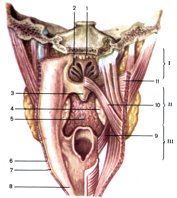 . 98. . I -    (pars nasalis pharyngis); II -    (pars oralis pharyngis); III -    (pars laryngea pharyngis); 1 -   (tonsilla pharyngealis); 2 -  (choana); 3 -   (uvula palatina); 4 -   (tonsilla palatina); 5 -   (tonsilla lingualis); 6 -    (tunica muscularis pharyngis); 7 -   (tela submucosa); 8 -   (tunica mucosa); 9 -   (m. stylopharyngeus); 10 -   (m. palatopharyngeus); 11 -    (m. constrictor pharyngis superior)