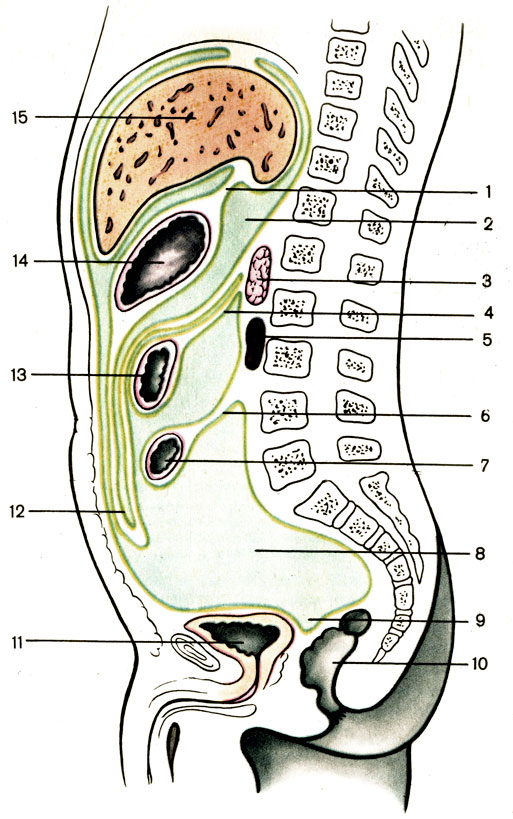 . 100.        . 1 -   (omentum minus); 2 -   (bursa omentalis); 3 -   (pancreas); 4 -     (mesocolon transversum); 5 -  (ren); 6 -    (mesenterium); 7 -   (intestinum tenue); 8 -   (cavitas peritonei); 9 - -  (excavatio rectovesicalis); 10 -   (rectum); 11 -   (vesica urinaria); 12 -   (omentum majus); 13 -    (colon transversum); 14 -  (gaster); 15 -  (hepar)