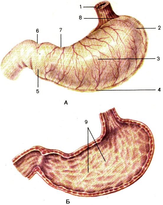 . 102. .  -  ;  -  ; 1 -  (esophagus); 2 -   (fundus gastricus); 3 -   (corpus gastricus); 4 -    (curvature gastrica major); 5 -  ()  (pars pylorica); 6 -  (pylorus); 7 -    (curvature gastrica minor); 8 -   (pars cardiaca); 9 -   (plicae gastricae)