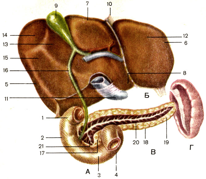 . 104.   (),  (,  ),   ()   (). 1 -   (pars superior); 2 -   (pars descendens); 3 -   (pars horizontalis); 4 -   (pars ascendens); 5 -    (lobus hepatis dexter); 6 -    (lobus hepatis sinister); 7 -   (lobus quadratus); 8 -   (lobus caudatus); 9 -   (vesica biliaris); 10 -    (lig. teres hepatis); 11 -    (vena cava inferior); 12 -   (impressio gastrica); 13 - - ()  (impressio duodenalis); 14 - -  (impressio colica); 15 -   (impressio renalis); 16 -    (ductus choledochus); 17 -    (caput pancreatis); 18 -    (corpus pancreatis); 19 -    (cauda pancreatis); 20 -    (ductus pancreaticus); 21 -     (ductus pancreaticus accessorius)