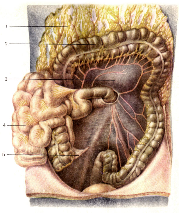 . 107.    . 1 -   (omentum majus), ; 2 -   (intestinum crassum); 3 -     (mesocolon transversum); 4 -   (intestinum tenue); 5 -   (appendix vermiformis)