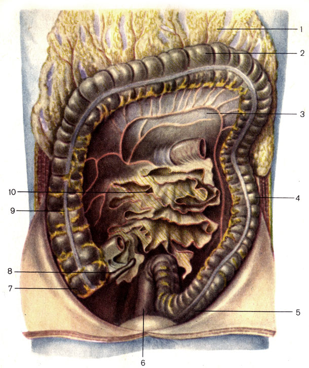 . 108.  ;  . 1 -   (omentum majus); 2 -    (colon transversum); 3 -     (mesocolon transversum); 4 -    (colon descendens); 5 -    (colon sigmoideum); 6 -   (rectum); 7 -   (caecum); 8 -   (appendix vermiformis); 9 -    (colon ascendens); 10 -    (mesenterium)