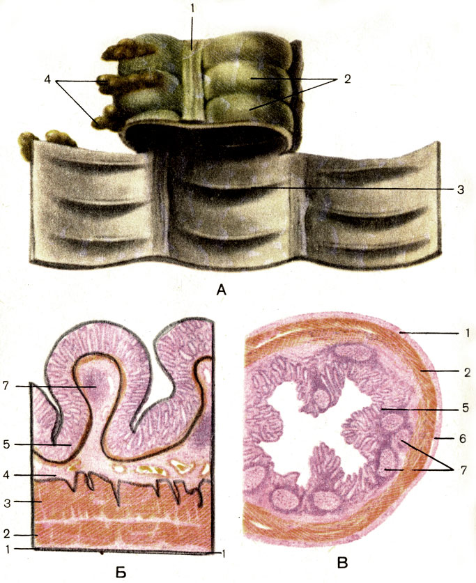 . 110.  .  -  : 1 -    (taenia coli); 2 -  (;   (haustra coli); 3 -     (plica semilunaris coli); 4 -   (appendices epiploicae).      ()    (): 1 -   (tunica serosa); 2 -   (stratum longitudinale)  ; 3 -   (stratum circulare)  ; 4 -   (tela submucosa); 5 -   (tunica mucosa); 6 -   (tela subserosa); 7 -    (noduli lymphatici solitarii)