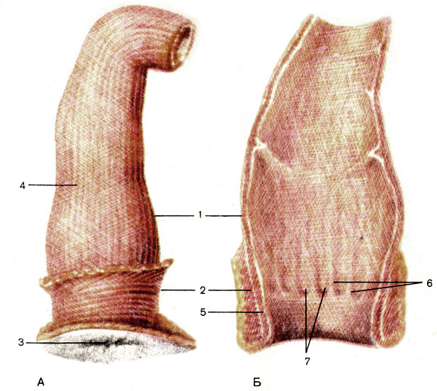 . 111.  .  -  ;  -  ; 1 -    (ampulla recti); 2 -     (m. sphincter ani externus); 3 -   (anus); 4 -   (stratum longitudinale)  ; 5 -     (m. sphincter ani internus); 6 -  ()  (columnae anaies); 7 -  ()  (sinus anales)