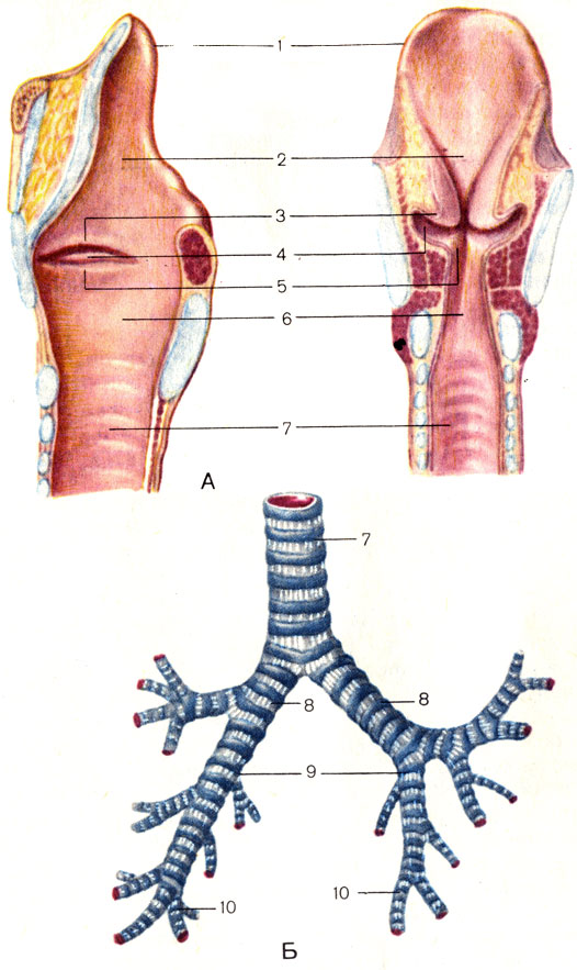 . 114.   ()    (). 1 -  (epiglottis); 2 -   (vestibulum laryngis); 3 -   (plica vestibularis); 4 -   (ventriculus laryngis); 5 -   (plica vocalis); 6 -   (cavitas infraglottica); 7 -  (trachea); 8 -   (bronchi principales); 9 -   (bronchus lobaris); 10 -   (bronchus segmentalis)