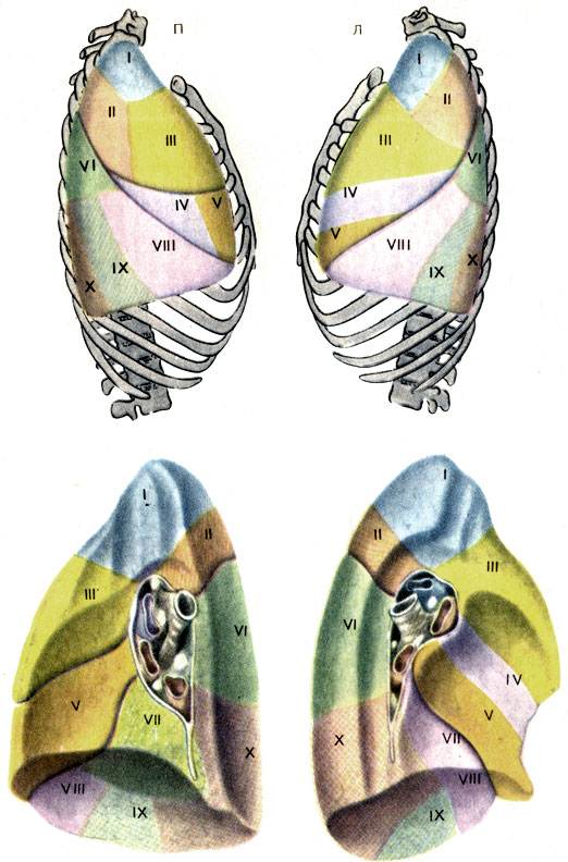 . 115.   ()   ()    ()   () .  : I -  (SI - segmentum apicale); II -  (SII - segmentum posterius); III -  (SIII - segmentum anterius); IV -  (SIV - segmentum laterale); V -  (SV - segmentum mediate); VI -  () [SVI - segmentum apicale (superius)]; VII -  ()  [SVII - segmentum basale mediate (cardiacum)]; VIII -   (SVIII-segmentum basale anterius); IX -   (SIX-segmentum basale laterale); X -   (SX - segmentum basale posterius).  : I + II - - (SI + II - segmentum apicoposterius); III -  (SIII - segmentum anterius); IV -   (SIV - segmentum lingulare superius); V -   (SV - segmentum lingulare inferius); VI -  () [SVI - segmentum apicale (superius)]; VII -  ()  [Syn - segmentum basale mediale (cardiacum)]; VIII -   (SVIII - segmentum basale anterius); IX -   (SIX - segmentum basale laterale); X -   (SX-segmentum basale posterius)