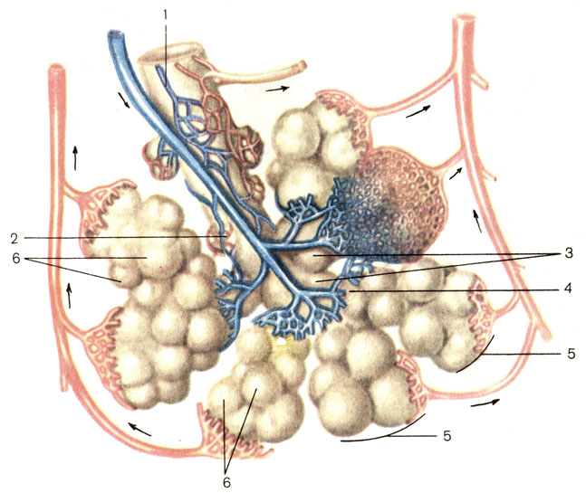 . 117.   (). 1 -  (bronchiolus); 2 -   (bronchiolus terminalis); 3 -   (bronchiolus respiratorius); 4 -   (ductuli alveolares); 5 -   (sacculi alveolares); 6 -   (alveoli pulmonis)