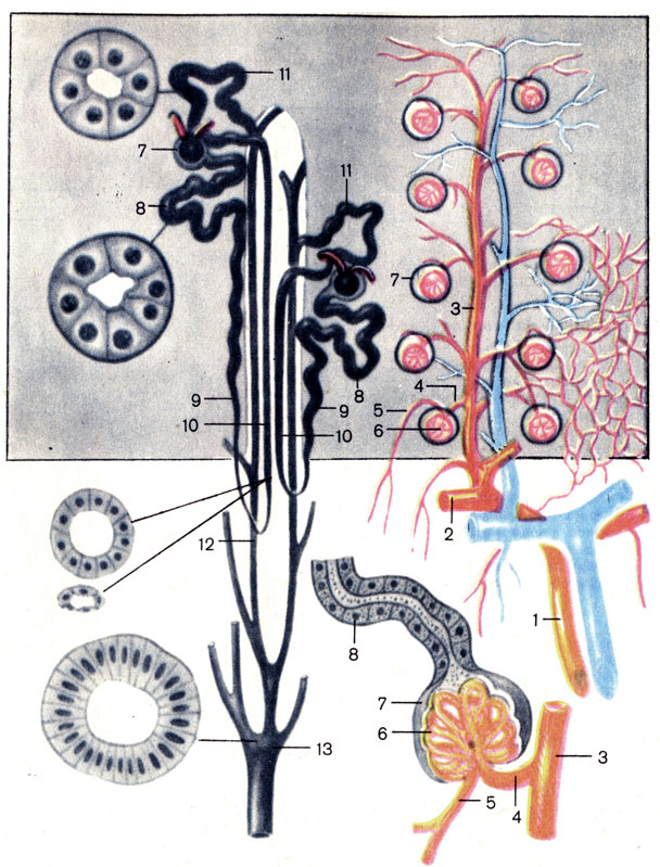 . 121.       (). 1 -   (a. interlobaris); 2 -   (a. arcuata); 3 -   (a. interlobularis); 4 -   (vas afferens); 5 -   (vas efferens); 6 -  (glomerulus); 7 -   (capsula glomeruli); 8 -    (tubulus contortus proximalis); 9 -    (pars descendens ansae); 10 -    (pars ascendens ansae);11 -    (tubulus contortus distalis); 12 -    (tubulus renalis colligens); 13 -   (ductus papillaris)