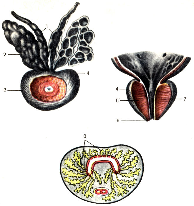 . 125.     . 1 -    (ampulla ductus deferentis); 2 -   (vesicula seminalis); 3 -   (prostata); 4 -    (basis prostatae); 5 -     (lobus dexter prostatae); 6 -    (apex prostatae); 7 -     (lobus sinister prostatae); 8 -   (ductuli prostatici)