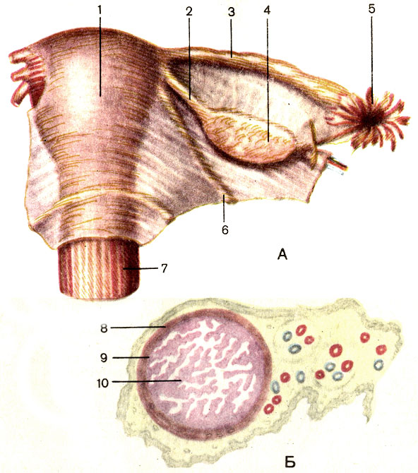 . 128.  ()    () ( ). 1 -  (uterus); 2 -    (lig. ovarii proprium); 3 -   (tuba uterina); 4 -  (ovarium); 5 -   (fimbriae tubae); 6 -    (lig. teres uteri); 7 -  (vagina); 8 -     (tunica muscularis tubae uterinae); 9 -     (tunica mucosa tubae uterinae); 10 -   (plicae tubariae)