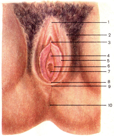 . 133.    . 1 -    (commissure labiorum anterior); 2 -    (labium majus pudendi); 3 -  (clitoris); 4 -     (ostium urethrae externum); 5 -    (labium minus pudendi); 6 -   (vestibulum vaginae); 7 -   (ostium vaginae); 8 -    (frenulum labiorum pudendi); 9 -    (commissure labiorum posterior); 10 -   (anus)