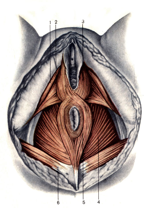 . 134.  . 1 - -  (m. ischiocavernosus); 2 -     (m. transversus perinei superficialis); 3 - -  (m. bulbospongiosus); 4 - ,    (m. levator am); 5 -  ,    (m. sphincter ani externus); 6 -    (m. gluteus maximus)