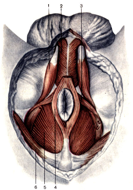 . 135.  . 1 - -  (m. ischiocavernosus); 2 - -  (m. bulbospongiosus); 3 -     (m. transversa perinei superficialis); 4 -     (m. sphincter ani externus); 5 - ,    (m. levator ani); 6 -    (m. gluteus maximus)