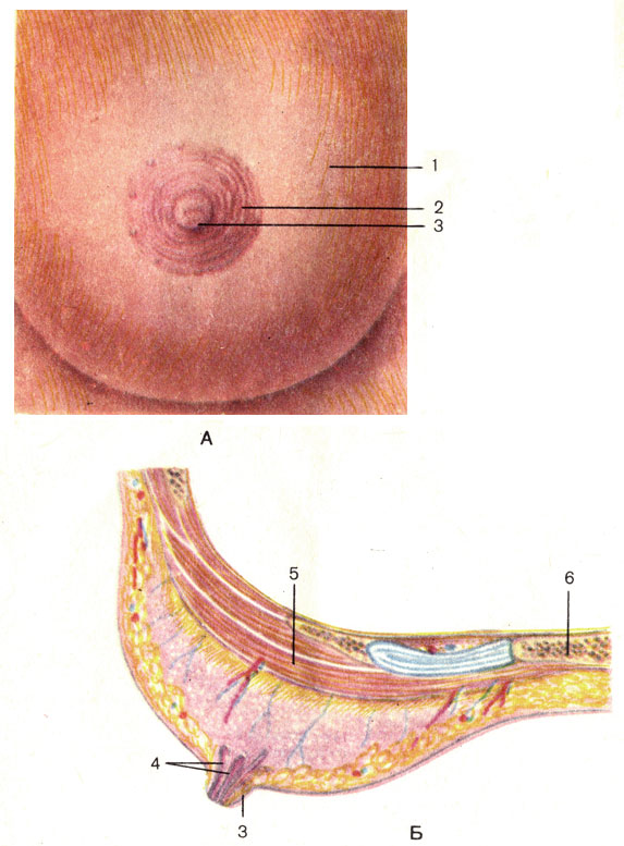 . 136.  .  -  ;  -  ; 1 -    (corpus mammae); 2 -     (areola mammae); 3 -    (papilla mammaria); 4 -   (ductus lactiferi); 5 -    (m. pectoralis major); 6 -  (sternum)