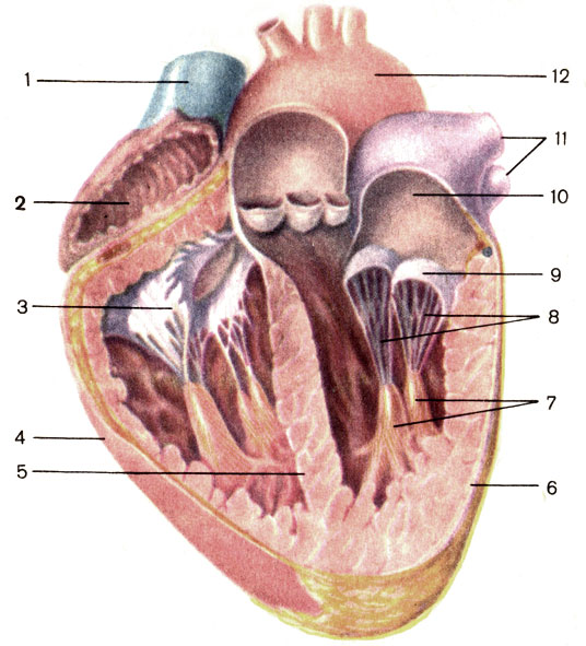 . 138. ;  . 1 -    (v. cava superior); 2 -   (atrium dextrum); 3 -  -  (valva atrioventricularis dextra); 4 -   (ventriculus dexter); 5 -   (septum interventriculare); 6 -   (ventriculus sinister); 7 -   (mm. papillares); 8 -   (chordae tendineae); 9 -  -  (valva atrioventricularis sinistra); 10 -   (atrium sinistrum); 11 -   (vv. pulmonales); 12 -   (arcus aortae)