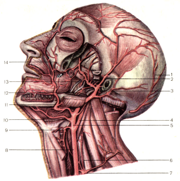 . 140.    . 1 -   (a. occipitalis); 2 -    (a. temporalis superficial!s); 3 -    (a. auricularis posterior); 4 -    (a. carotis interna); 5 -    (a. carotis externa); 6 -    (a. cervicalis ascendens); 7 -   (truncus thyrocervicalis); 8 -    (a. carotis communis); 9 -    (a. thyreoidea superior); 10 -   (a. lingualis); 11 -   (a. facialis); 12 -    (a. alveolaris inferior); 13 -   (a. maxillaris); 14 -   (a. infraorbitalis)