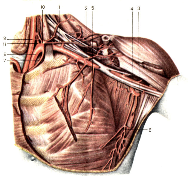 . 142.   . 1 -    (a. transversa cervicis); 2 -   (a. thoracoacromialis); 3 - ,   (a. circumflexa scapulae); 4 -   (a. subscapularis); 5 -    (a. thoracica lateralis); 6 -   (a. thoracodorsal); 7 -    (a. thoracica interna); 8 -   (a. subclavia); 9 -    (a. carotis communis); 10 -   (truncus thyrocervicalis); 11 -   (a. vertebralis)