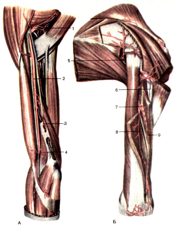 . 143.  , .  -  ;  -  ; 1 -   (a. subscapulars); 2 -   (a. brachialis); 3 -     (a. collateralis ulnaris superior); 4 -     (a. collateralis ulnaris inferior); 5 - ,   (a. circumflexa scapulae); 6 -  ,    (a. circumflexa posterior humeri); 7 -    (a. profunda brachii); 8 -    (a. collateralis media); 9 -    (a. collateralis radialis)
