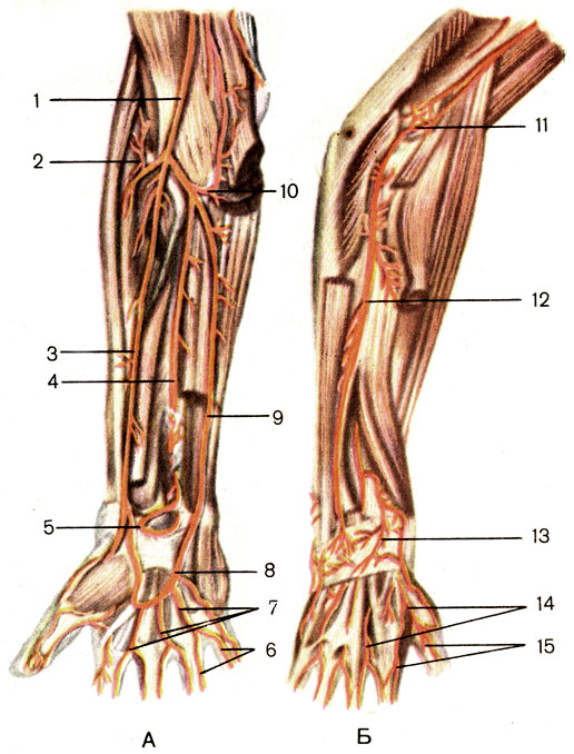 . 144.    , .  -  ;  -  ; 1 -   (a. brachialis); 2 -    (a. reccurens radialis); 3 -   (a. radialis); 4 -    (a. interossea anterior); 5 -    (rete carpale palmare); 6 -     (. digitales palmares propriae); 7 -     (. digitales palmares communes); 8 -    (arcus palmaris superficialis s); 9 -   (a. ulnaris); 10 -    (a. reccurens ulnaris); 11 -    (rete articulare cubiti); 12 -    (a. interossea posterior); 13 -    (rete carpale dorsale); 14 -    (. metacarpals dorsales); 15 -    (. digitales dorsales)