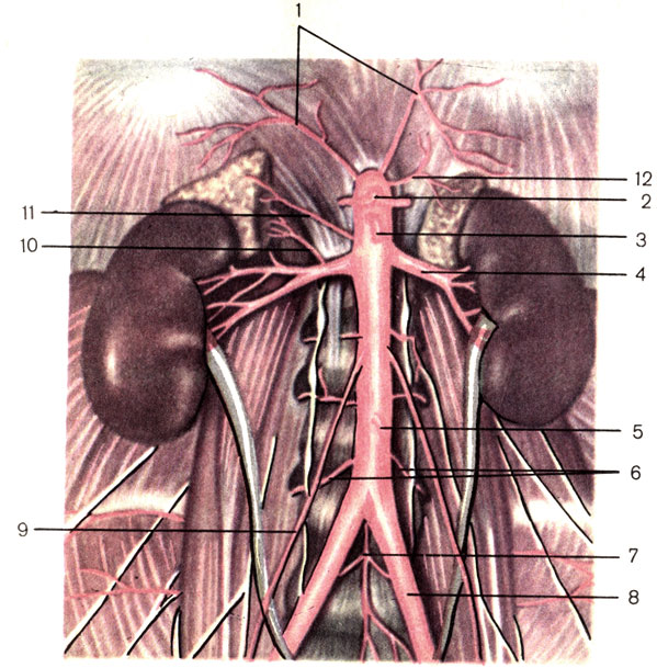 . 146.   . 1 -    (. phrenicae inferiores); 2 -   (truncus coeliacus); 3 -    (a. mesenterica superior); 4 -   (a. renalis); 5 -    (a., mesenterica inferior); 6 -   (. lumbales); 7 -    (a. sacralis mediana); 8 -    (a. iliaca communis); 9 -  ()  [a. testicularis (ovarica)]; 10 -    (a. suprarenalis inferior); 11 -    (a. suprarenalis media); 12 -    (a. suprarenalis superior)