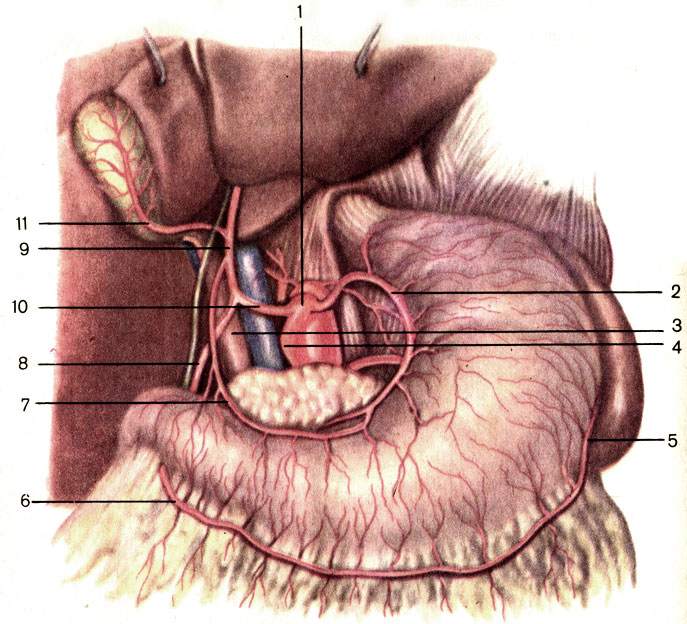 . 147.     . 1 -   (truncus coeliacus); 2 -    (a. gastrica sinistra); 3 -   (v. portae hepatis); 4 -   (a. splenica); 5 -  -  (a. gastro-epiploica sinistra); 6 -  -  (a. gastro-epiploica dextra); 7 -    (a. gastrica dextra); 8 -   (a. gastroduodenalis); 9 -    (a. hepatica propria); 10 -    (a. hepatica communis); 11 -   (a. cystica)