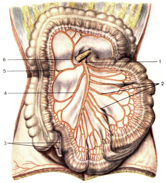 . 148.      . 1 -    (a. mesenterica superior); 2 -   (. jejunales); 3 -    (a. appendicularis); 4 - --  (a. ileocolica); 5 -  -  (a. colica dextra); 6 -  -  (a. colica media)