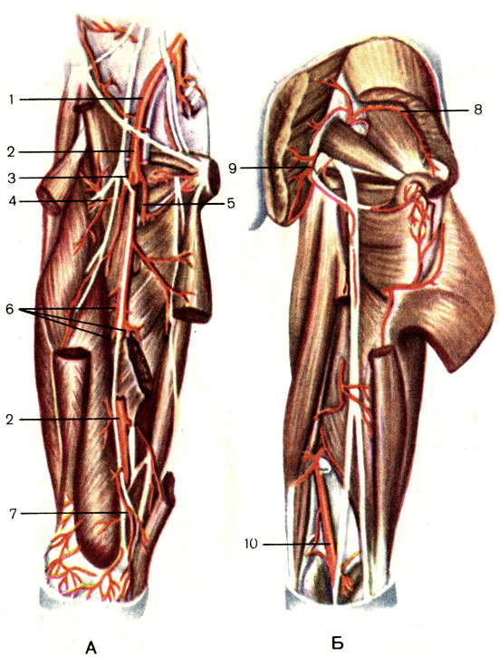 . 152.  , .  -  ;  -  ; 1 -    (a. iliaca externa); 2 -   (a. femoralis); 3 -    (a. profunda femoris); 4 -  ,    (a. circumflexa femoris lateralis); 5 -  ,    (a. circumflexa femoris medialis); 6 -   (. perforantes); 7 -    (a. descendens geniculars); 8 -    (a. glutea superior); 9 -    (a. glutea inferior); 10 -   (. plitea)