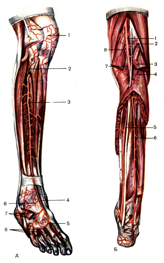 . 153.    , .  -  : 1 -   (rete patellae); 2 -     (a. recurrens tibialis anterior); 3 -    (a. tibialis anterior); 4 -    (a. dorsalis pedis); 5 -   (a. arcuata); 6 -    (. digitales dorsales); 7 -    (. metatarsales dorsales); 8 -    (a. tarsalis lateralis).  -  : 1 -   (a. poplitea); 2 -     (a. superior lateralis genus); 3 -     (a. inferior lateralis genus); 4 -   (. surales); 5 -    (a. tibialis posterior); 6 -   (. ); 7 -     (a. inferior medialis genus); 8 -     (a. superior medialis genus)