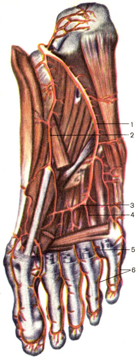 . 154.  ,  . 1 -    (a. plantaris lateralis); 2 -    (a. plantaris medialis); 3 -   (arcus plantaris); 4 -    (. metatarsals plantares); 5 -     (. digitales plantares communes); 6 -     (. digitales plantares propriae)