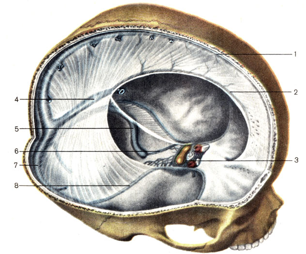 . 156.    . 1 -    (sinus sagittalis superior); 2 -    (sinus sagittalis inferior); 3 -   (sinus cavernosus); 4 -   (sinus rectus); 5 -   (sinus sigmoideus); 6 -    (sinus petrosus inferior); 7 -   (sinus transversus); 8 -    (sinus petrosus superior)