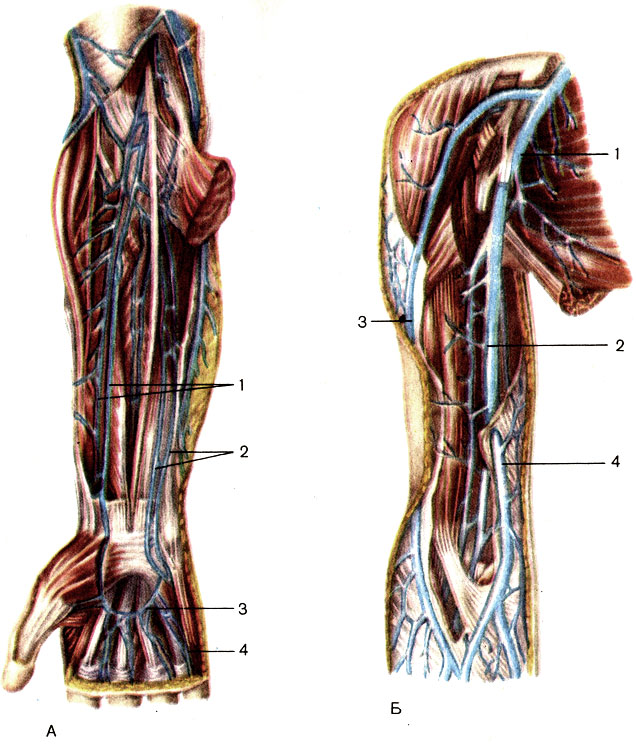 . 158.    , .  -    : 1 -   (vv. ulnares); 2 -   (vv. radiales); 3 -     (arcus venosus palmaris superficialis); 4 -    (vv. digitales palmares).  -     : 1 -   (v. axillaris); 2 -   (vv. brachiales); 3 -     (v. cephalica); 4 -     (v. basilica)