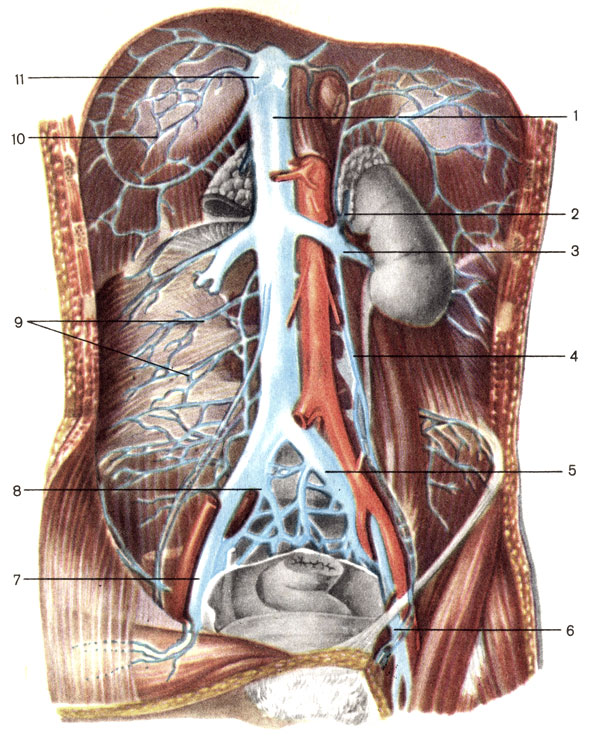 . 159.      . 1 -    (v. cava inferior); 2 -   (v. suprarenalis); 3 -   (v. renalis); 4 -   (vv. testiculares); 5 -    (v. iliaca communis); 6 -   (v. femoralis); 7 -    (v. iliaca externa); 8 -    (v. iliaca interna); 9 -   (vv. lumbales); 10 -    (vv. phrenicae inferiores); 11 -   (vv. hepaticae)