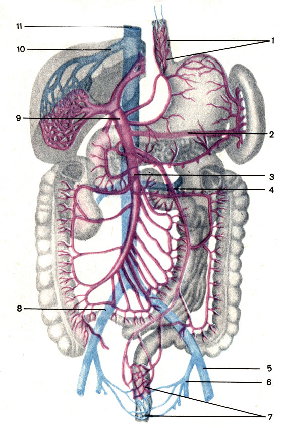 . 160.       . 1 -           ; 2 -   (v. splenica); 3 -    (v. mesenterica superior); 4 -    (v. mesenterica inferior); 5 -    (v. iliaca externa); 6 -    (v. iliaca interna); 7 -            ; 8 -    (v. iliaca communis); 9 -   (v. portae hepatis); 10 -   (v. hepatica); 11 -    (v. cava inferior)