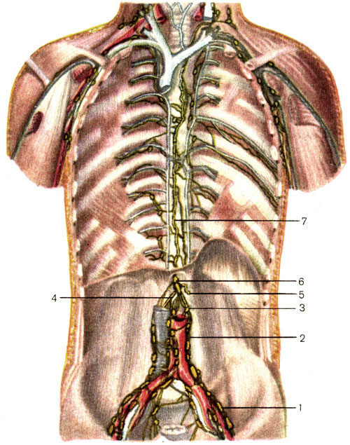 . 164.  . 1 -     (nodi lymphatici iliaci communes); 2 -    (nodi lymphatici lumbales); 3 -    (truncus lumbalis sinister); 4 -    (truncus lumbalis dexter); 5 -   (truncus intestinalis); 6 -    (cisterna chyli); 7 -   (ductus thoracicus)
