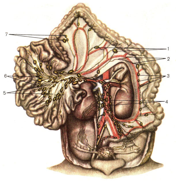. 167.      . 1 -  -   (nodi lymphatici colici medii); 2 -    ; 3 -  -   (nodi lymphatici colici sinistri); 4 -    (nodi lymphatici lumbales); 5 -    ; 6 -   ()   [nodi lymphatici mesenterici superiores (centrales)]; 7 -  -   (nodi lymphatici colici dextri)