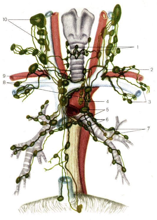 . 169.     . 1 -    (nodi lymphatici tracheales); 2 -   (ductus thoracicus); 3 -    (nodi lymphatici axillares); 4 -     (nodi lymphatici mediastinales posteriores); 5 -    (nodi lymphatici tracheobronchiales); 6 -  ()   [nodi lymphatici bronchopulmonales (hilares)]; 7 -    (nodi lymphatici pulmonales); 8 -     (nodi lymphatici mediastinales anteriores); 9 -    (ductus lymphaticus dexter); 10 -     (nodi lymphatici cervicales profundi)