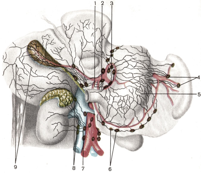 . 168.     ,   . 1 -     (nodi lymphatici gastrisi dextri); 2 -    (nodus lymphaticus coeliacus); 3 -     (nodi lymphatici gastrici sinistri); 4 -    (nody lymphatici splenici); 5 -     ; 6 -  -   (nodi lymphatici gastro-omentales dextri); 7 -    (nodi lymphatici lumbales); 8 -     ; 9 -     