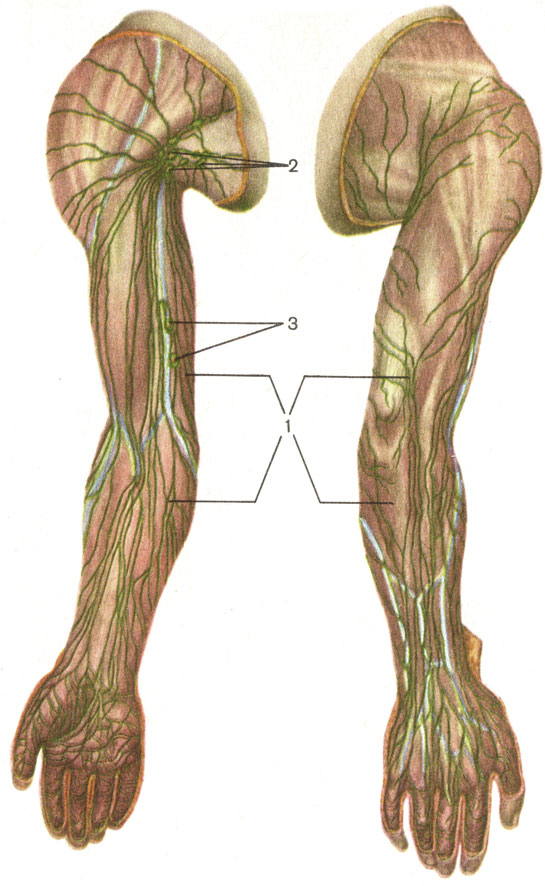 . 171.      , .  -  ;  -  ; 1 -      ; 2 -    (nodi lymphatici axillares); 3 -    (nodi lymphatici cubitales)