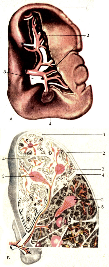 . 174. .  -  : 1 -   (margo superior); 2 -   (hilum splenicum); 3 -  ; 4 -   (margo inferior).  - : 1 -   (tunica fibrosa); 2 -   (sinus splenicus); 3 -    (folliculi lymphatici splenici); 4 -   (trabeculae splenici); 5 -   (pulpa splenici)
