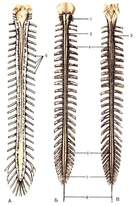 . 175.  .  -   ;  -  ;  -  ; 1 -   (medulla oblongata); 2 -    (fissura mediana ventralis); 3 -    (sulcus medianus dorsalis); 4 -   (intumescentia cervicalis); 5 -   (nn. spinales); 6 - -  (intumescentia lumbosacralis); 7 -   (conus medullaris); 8 -   (   ) [filum terminale externum (durale)]