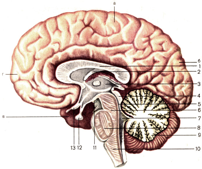 . 177.  ,  . 1 -   (corpus callosum); 2 -  (fornix); 3 -  (thalamus); 4 -    (tectum mesencephali); 5 -    (aque-ductus mesencephali); 6 -   (pedunculus cerebri); 7 - IV  (ventriculus quartus); 8 -  (pons); 9 -  {cerebellum); 10 -   (medulla oblongata); 11 -   (corpus mamillare); 12 -  (hypophysis); 13 -   (chiasma opticum).   :  -   (lobus parietalis);  -   (lobus occipitalis);  -   (lobus temporalis);  -   (lobus frontalis)