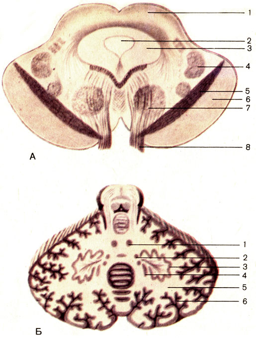 . 183.     ()     (). : 1 -    (nucleus colliculi rostralis); 2 -    (aqueductus mesencephali); 3 -    (substantia grisea centralis); 4 -   (lemniscus medialis); 5 -   (substantia nigra); 6 -    (basis pedunculi cerebri); 7 -   (nucleus ruber); 8 -   (n. oculomotorius). : 1 -   (nucleus fastigii); 2 -   (nucleus globosus); 3 -   (nucleus dentatus); 4 -   (nucleus emboliformis); 5 -   (corpus medullare); 6 -   (cortex cerebelli)